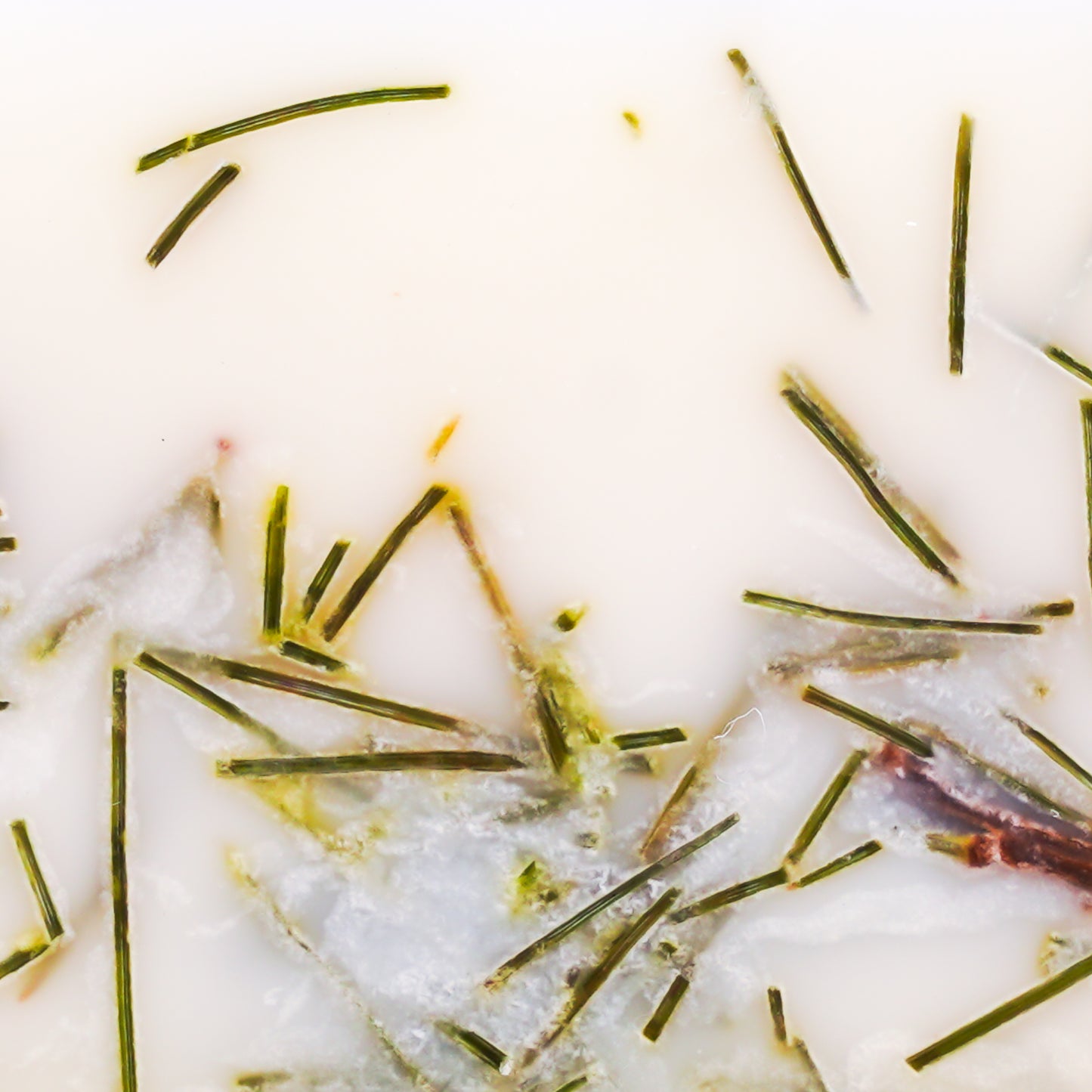 Christmas Tree (Melt)